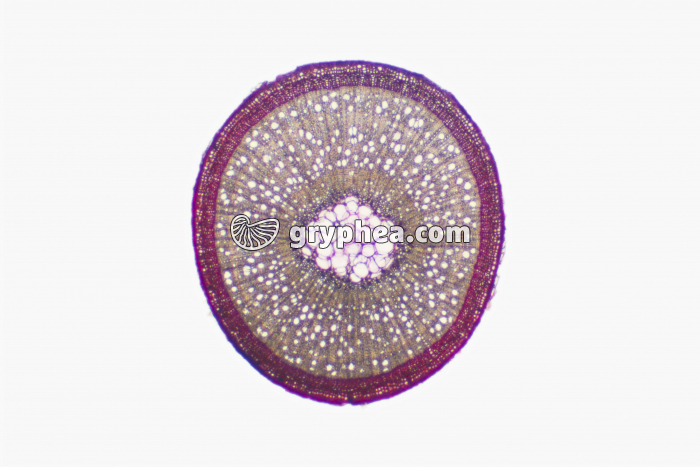 Tige de Callune x10 - gryphea.com